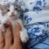 1 AYLIK GRİ BEYAZ YUVARLAK SURAT BEBİŞ fotoğraf