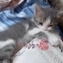 1 AYLIK GRİ BEYAZ YUVARLAK SURAT BEBİŞ fotoğraf