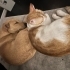 Labrador tazı kırması enerjik çok zeki taşınacağımızdan dolayı sahiplendiriyoruz fotoğraf