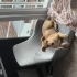 Labrador tazı kırması enerjik çok zeki taşınacağımızdan dolayı sahiplendiriyoruz fotoğraf