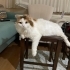 Badem ömürlük yuva arıyor fotoğraf