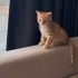 Moli çok acil yuva arıyor fotoğraf