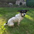 Oyuncu, eğitimli jack russel fotoğraf
