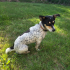 Oyuncu, eğitimli jack russel fotoğraf