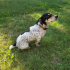 Oyuncu, eğitimli jack russel fotoğraf