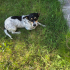 Oyuncu, eğitimli jack russel fotoğraf