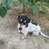 Oyuncu, eğitimli jack russel fotoğraf