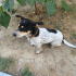 Oyuncu, eğitimli jack russel fotoğraf
