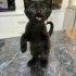 Ürkek ve Sevimli Bir Kedi fotoğraf