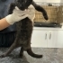 Ürkek ve Sevimli Bir Kedi fotoğraf