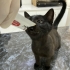 Ürkek ve Sevimli Bir Kedi fotoğraf