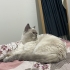 Lucy yuva arıyor fotoğraf