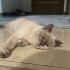 Lucy yuva arıyor fotoğraf