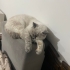 Lucy yuva arıyor fotoğraf