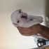 1 Aylık French Bulldog Yavrusu ÜCRETSİZDİR ! fotoğraf