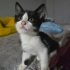 Yakışıklı Smokey bir bebek fotoğraf