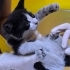 Yakışıklı Smokey bir bebek fotoğraf