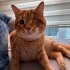 🧡 Görme engelli sarman sahiplendirilecektir fotoğraf