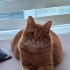 🧡 Görme engelli sarman sahiplendirilecektir fotoğraf