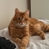 🧡 Görme engelli sarman sahiplendirilecektir fotoğraf