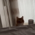 🧡 Görme engelli sarman sahiplendirilecektir fotoğraf