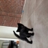 Irk: Kısa tüylü ev kedisi (Domestic Shorthair) fotoğraf