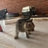 Irk: Kısa tüylü ev kedisi (Domestic Shorthair) fotoğraf