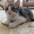 Annesiz miniğe acil yuva fotoğraf