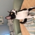 Oreo (Tuxedo) smokin kedi fotoğraf