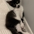Oreo (Tuxedo) smokin kedi fotoğraf