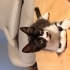 Oreo (Tuxedo) smokin kedi fotoğraf