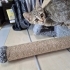 Oyuncu cana yakın kedi fotoğraf