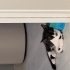 Tuxedo Tekir Kedi fotoğraf
