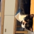 Tuxedo Tekir Kedi fotoğraf