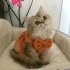 Güzellik yuvasını arıyor fotoğraf