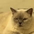 Acil British shorthair bluepoint fotoğraf