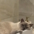 Acil British shorthair bluepoint fotoğraf