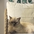 Acil British shorthair bluepoint fotoğraf