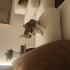 Güzeller güzeli 2,5 Aylık dişi kedi Jülide fotoğraf