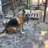 KURTKIZ. sokaktan kurtarıldı .4-5 yaş civarı, dişi,kısır fotoğraf