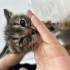 DÜRÜME ÖMÜRLÜK YUVA fotoğraf
