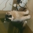 Çok oyuncu çok enerjik çok sevecen bir yavru fotoğraf