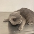 Acil ücretsiz british shorthair ömürlük yuva fotoğraf