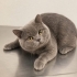 Acil ücretsiz british shorthair ömürlük yuva fotoğraf