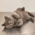 Acil ücretsiz british shorthair ömürlük yuva fotoğraf