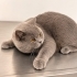 Acil ücretsiz british shorthair ömürlük yuva fotoğraf