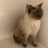 Acil ücretsiz british shorthair ömürlük yuva aranıyor fotoğraf