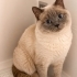 Acil ücretsiz british shorthair ömürlük yuva aranıyor fotoğraf