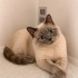 Acil ücretsiz british shorthair ömürlük yuva aranıyor fotoğraf