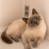 Acil ücretsiz british shorthair ömürlük yuva aranıyor fotoğraf